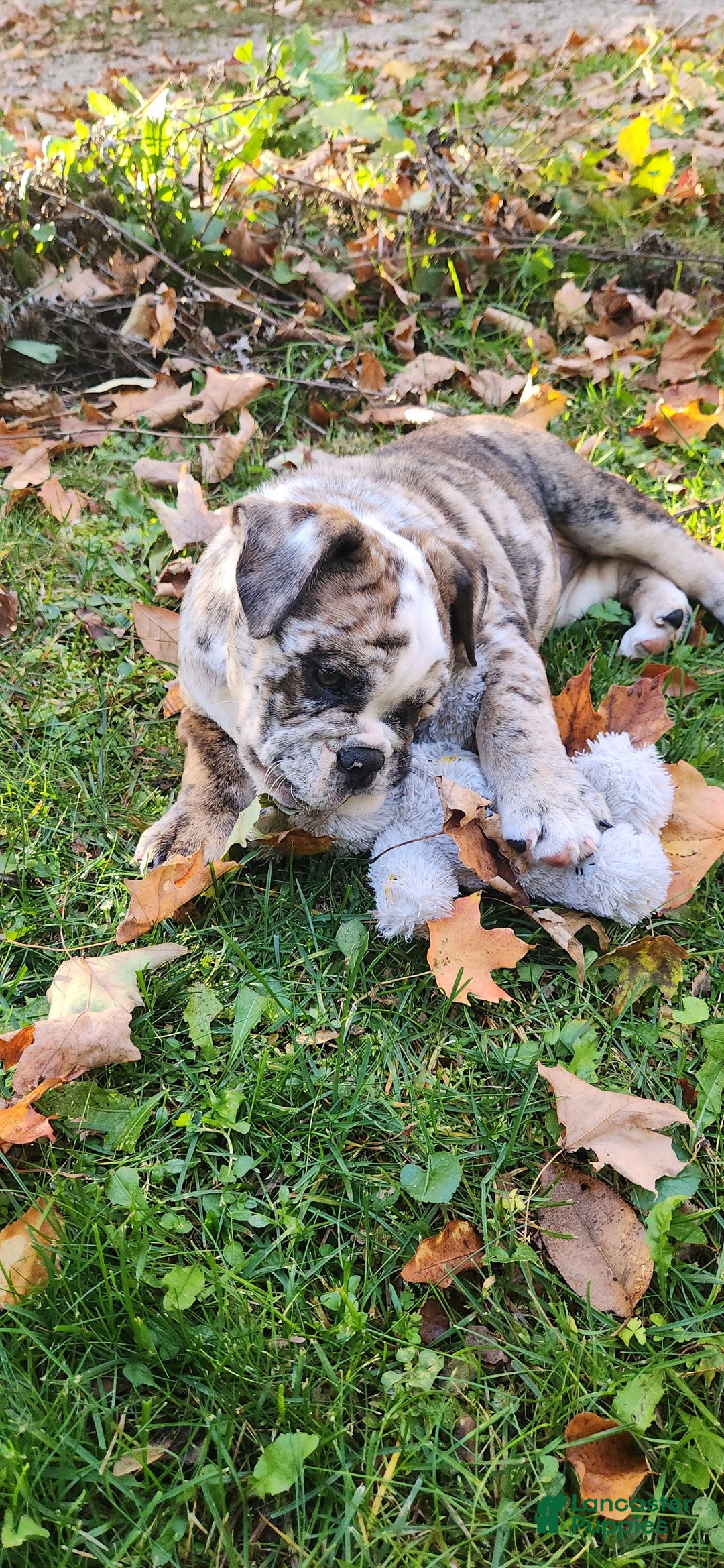 English Bulldog dogs for sale: English Bulldog Puppy - Ad 6