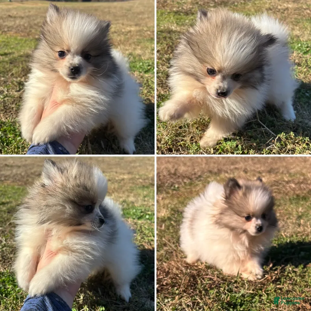 Pomeranian dogs Pomeranian Puppy 1 - Ad 11