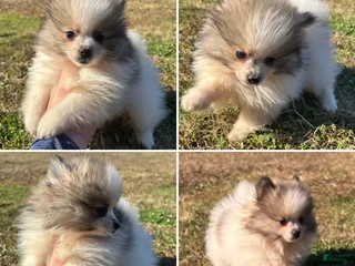 Pomeranian dogs Pomeranian Puppy 1 - Ad 13