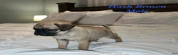 Pug dogs for sale: Hash Brown - Ad 3