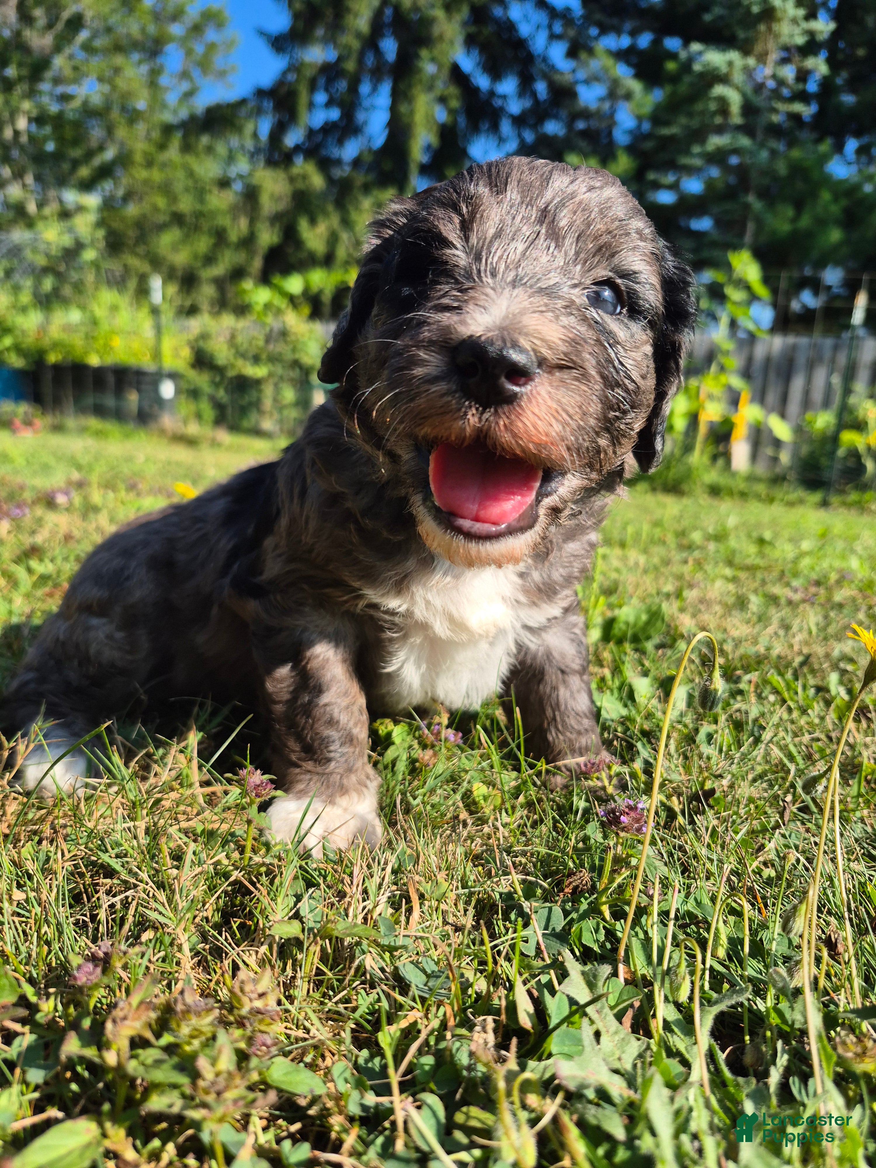 Mini Sheepadoodle dogs Comet - Ad 1