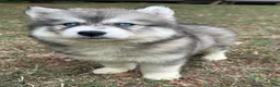 Siberian Husky dogs for sale: Cherry - Ad 4