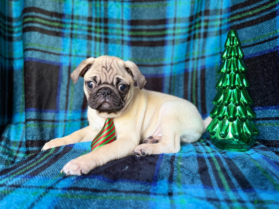 Pug dogs for sale: Nicholas  - Ad 1