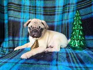 Pug dogs Nicholas - Ad 6