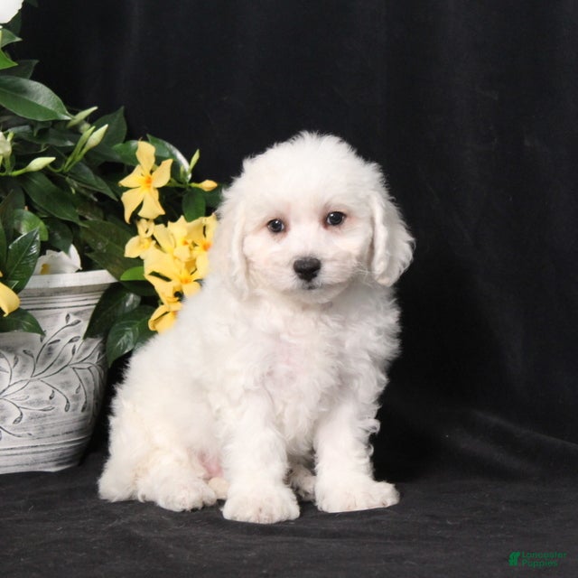 Bichon Frise dogs Lola - Ad 1