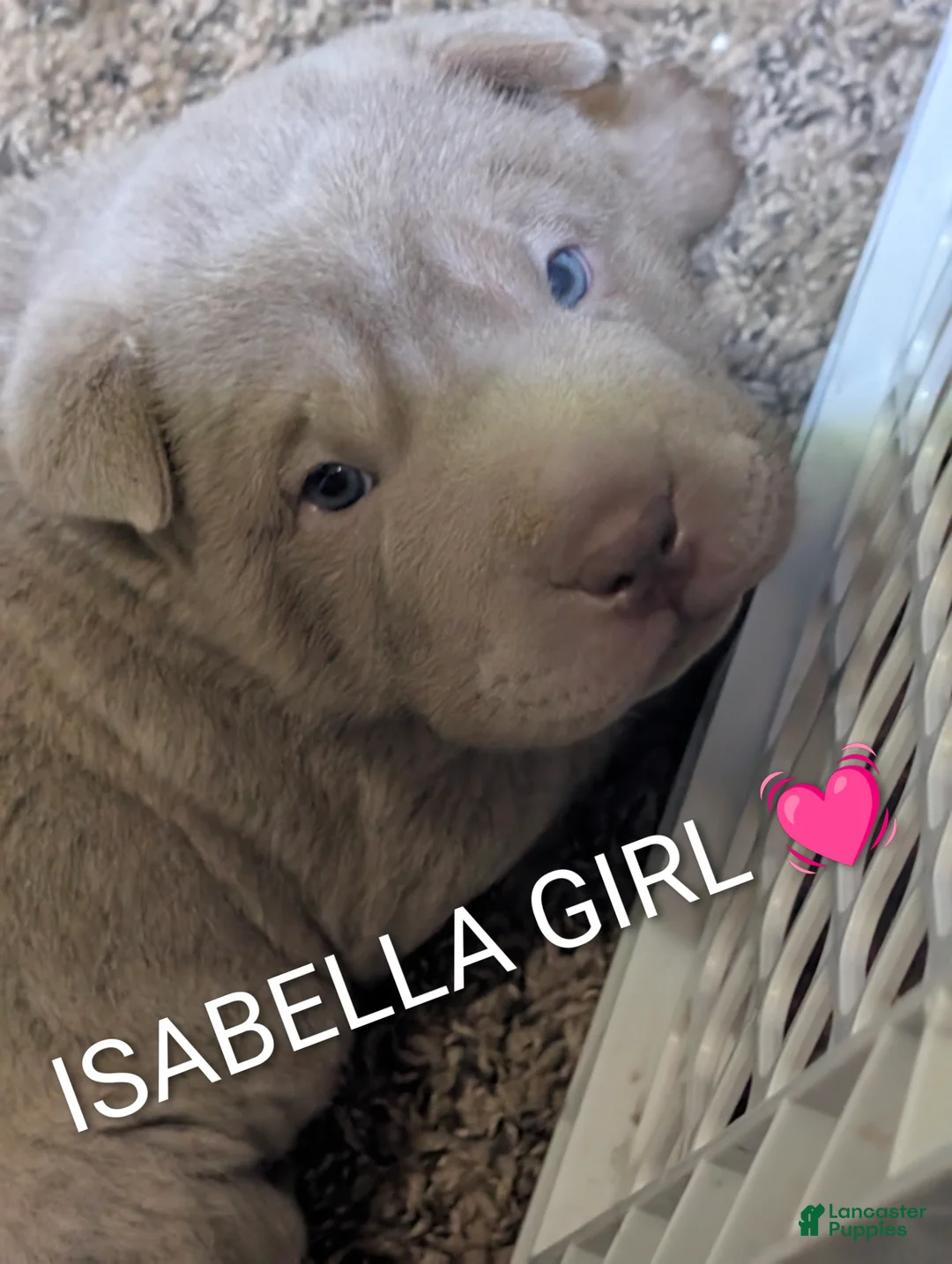 Shar Pei dogs for sale: Isabella Female  - Ad 1