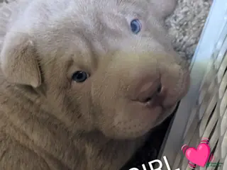 Shar Pei dogs for sale: Isabella Female - Ad 2