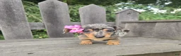 Miniature Dachshund dogs for sale: Button - Ad 5
