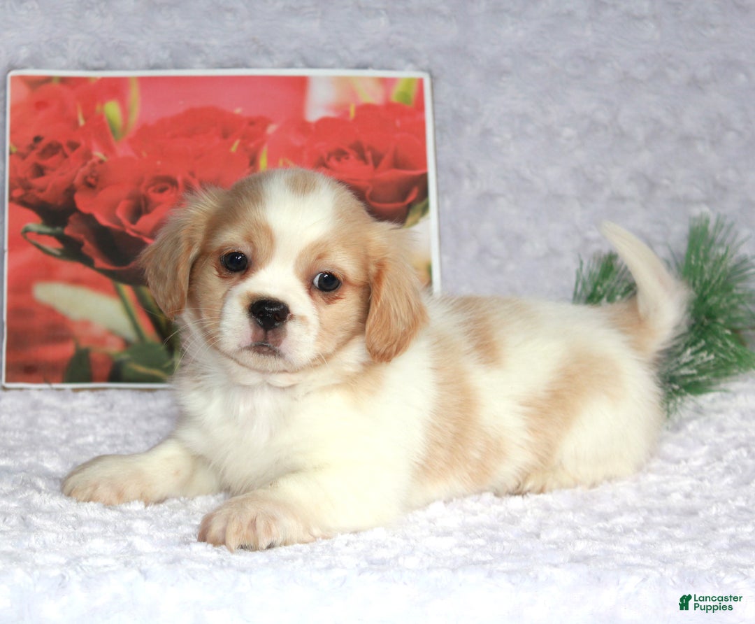 Shih Tzu dogs for sale: Kip - Ad 4