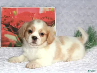 Shih Tzu dogs Kip - Ad 32