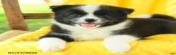 Pomsky dogs for sale: Riley - Ad 5