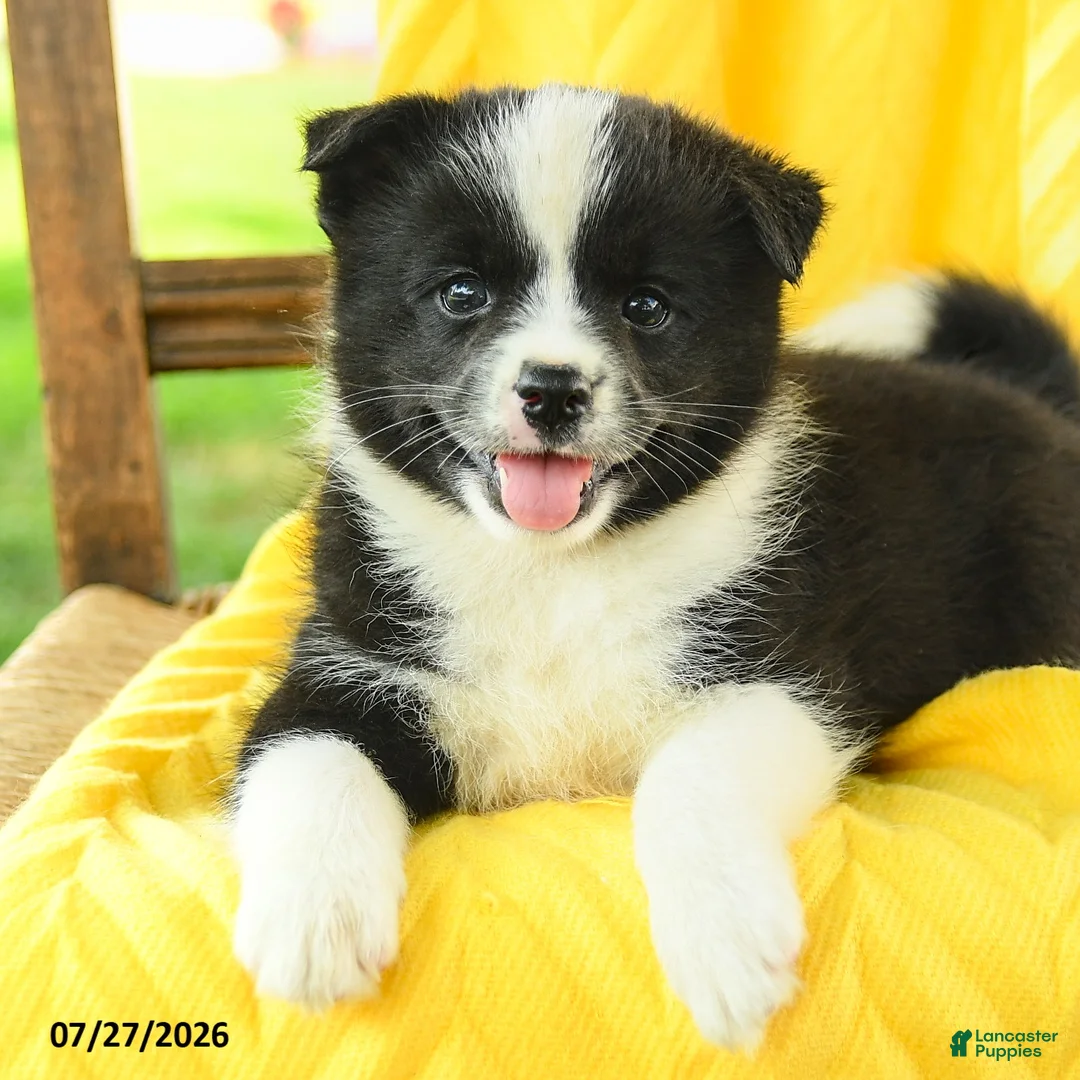 Pomsky dogs for sale: Riley - Ad 5