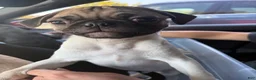 Pug dogs for sale: Julian - Ad 3