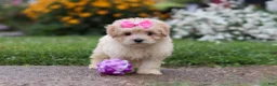 Mixed Breed dogs for sale: Brianna - Ad 8