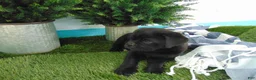 Mixed Breed dogs for sale: Sasha - Ad 2