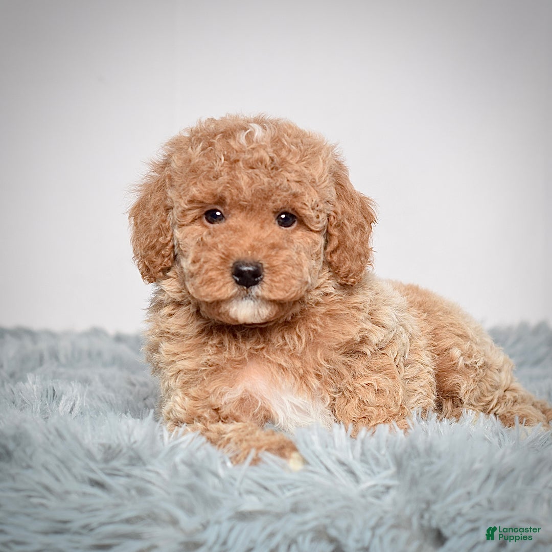 Mini Goldendoodle dogs for sale: Ms. Olivia - Ad 4