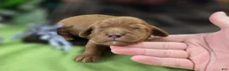 Cockapoo dogs for sale: Sprout - Ad 3