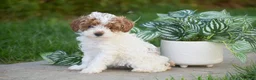 Miniature Poodle dogs for sale: Giselle - Ad 2