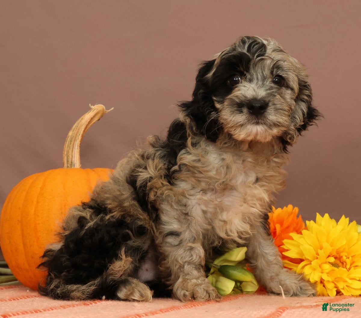 Cavapoo dogs Volt - Ad 2