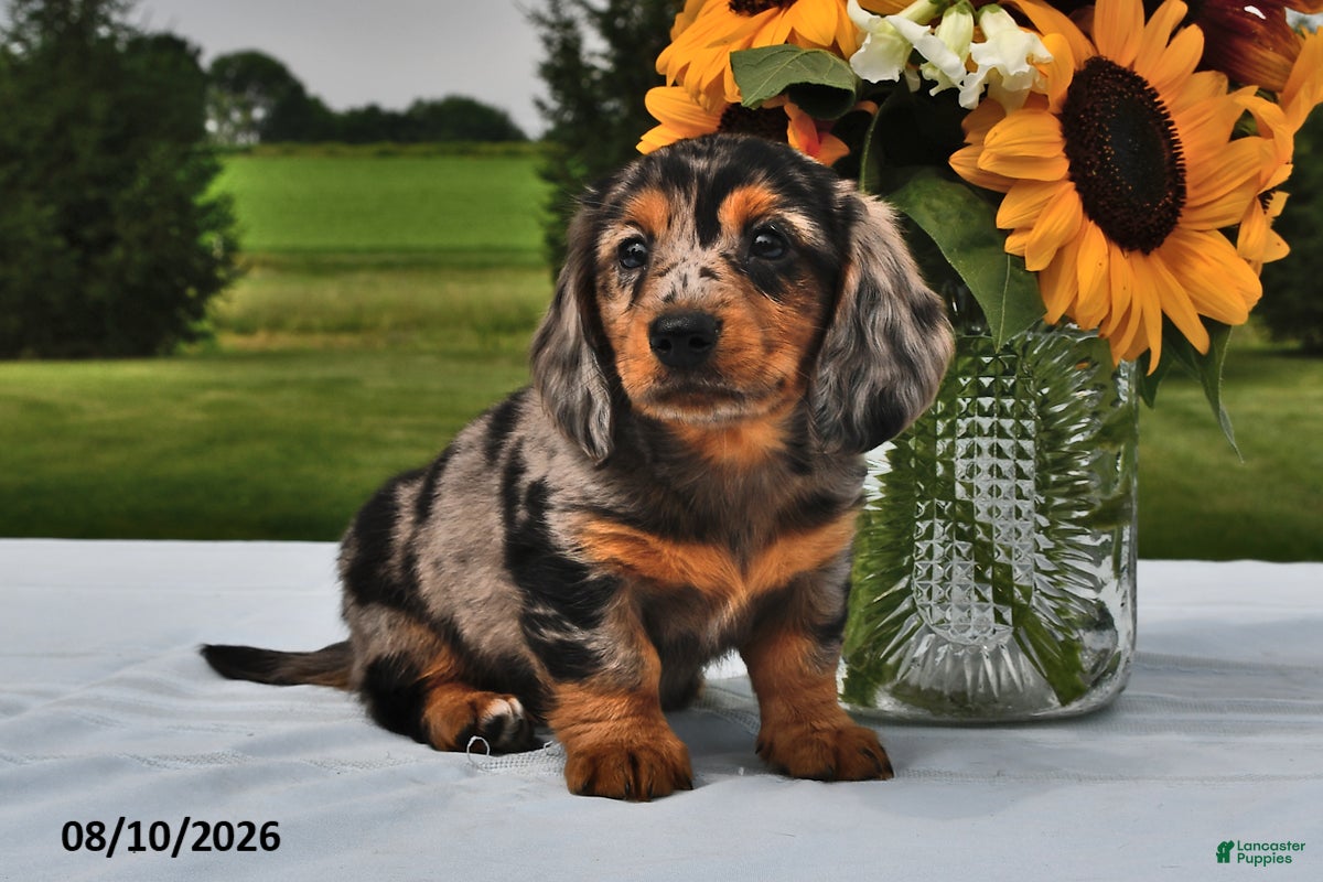 Miniature Dachshund dogs Blueberry - Ad 2