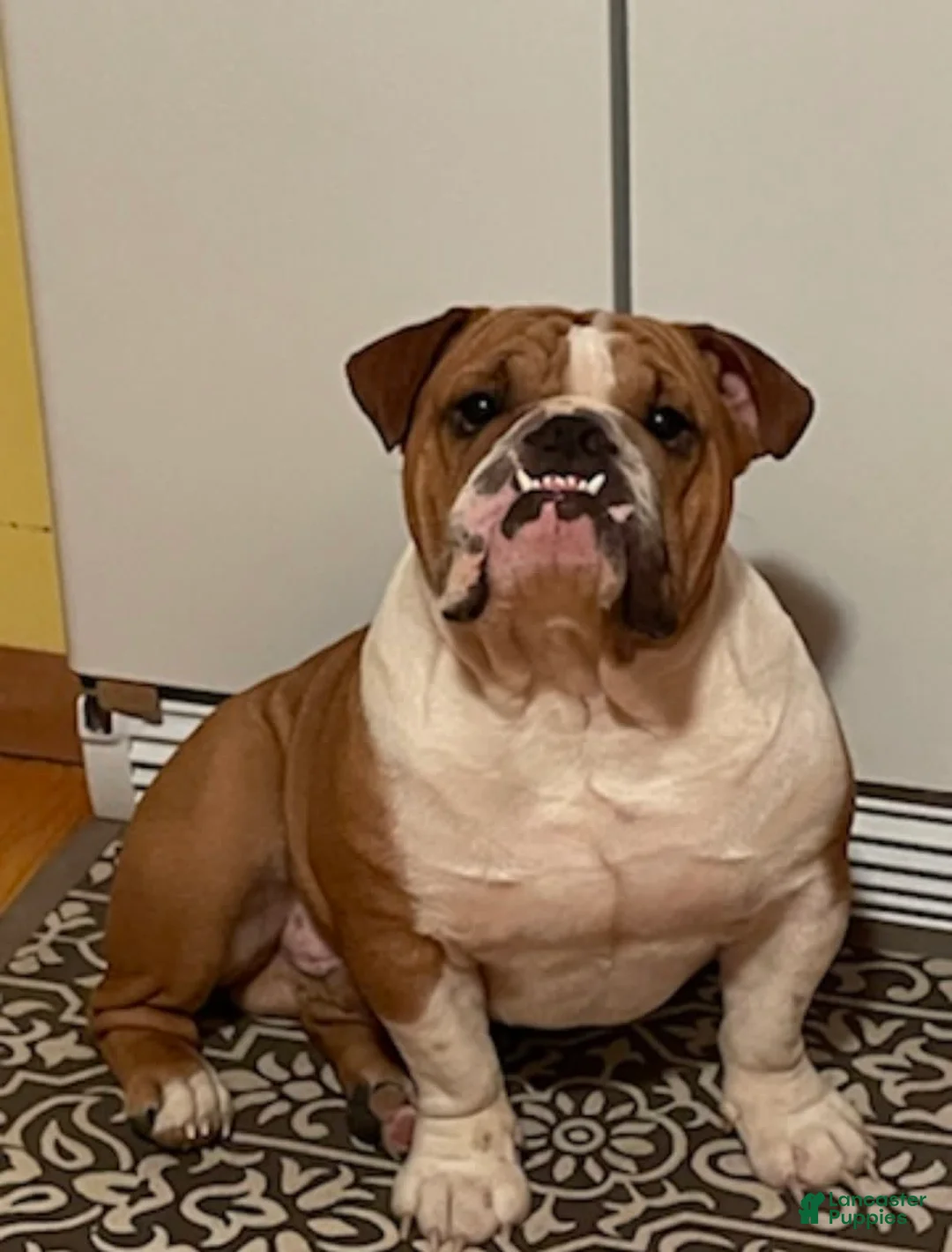 Gallery Image {{count}}