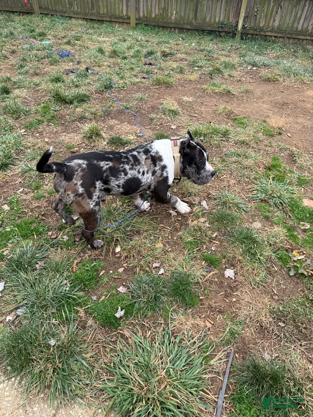 Mixed Breed dogs for sale: Roscoe  - Ad 10