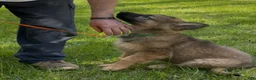German Shepherd dogs for sale: THALIA - Ad 3