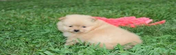 Pomeranian dogs for sale: Finn - Ad 3