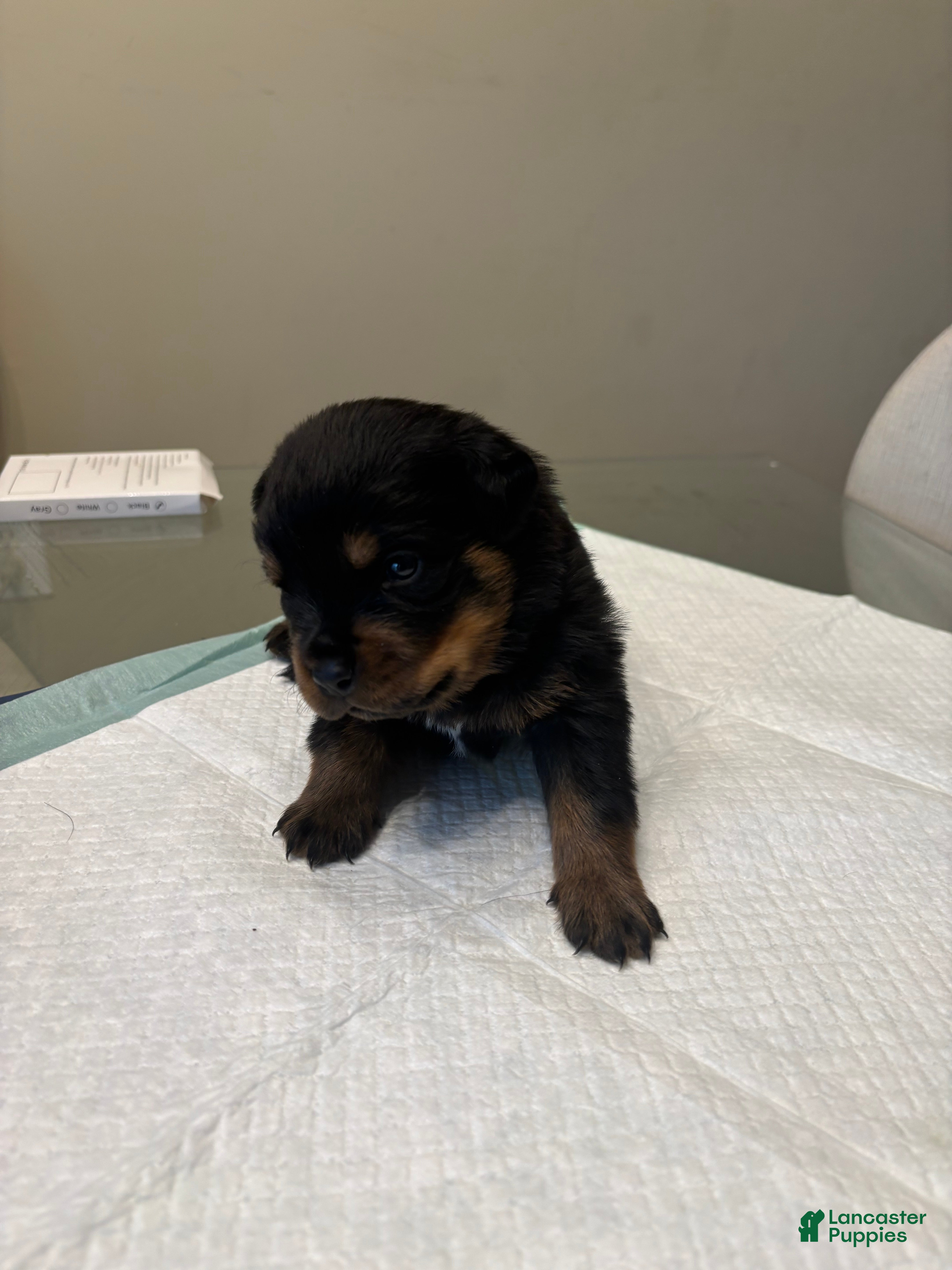 Rottweiler dogs Orange  - Ad 5