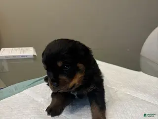 Rottweiler dogs Orange - Ad 5