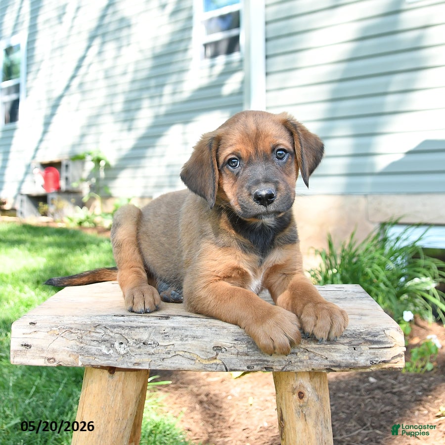 Mixed Breed dogs Sawyer - Ad 1