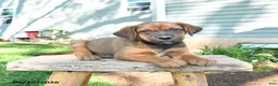 Mixed Breed dogs for sale: Sawyer - Ad 1