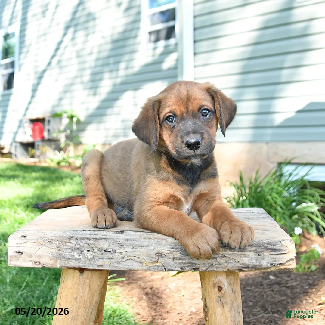 Mixed Breed dogs for sale: Sawyer - Ad 1