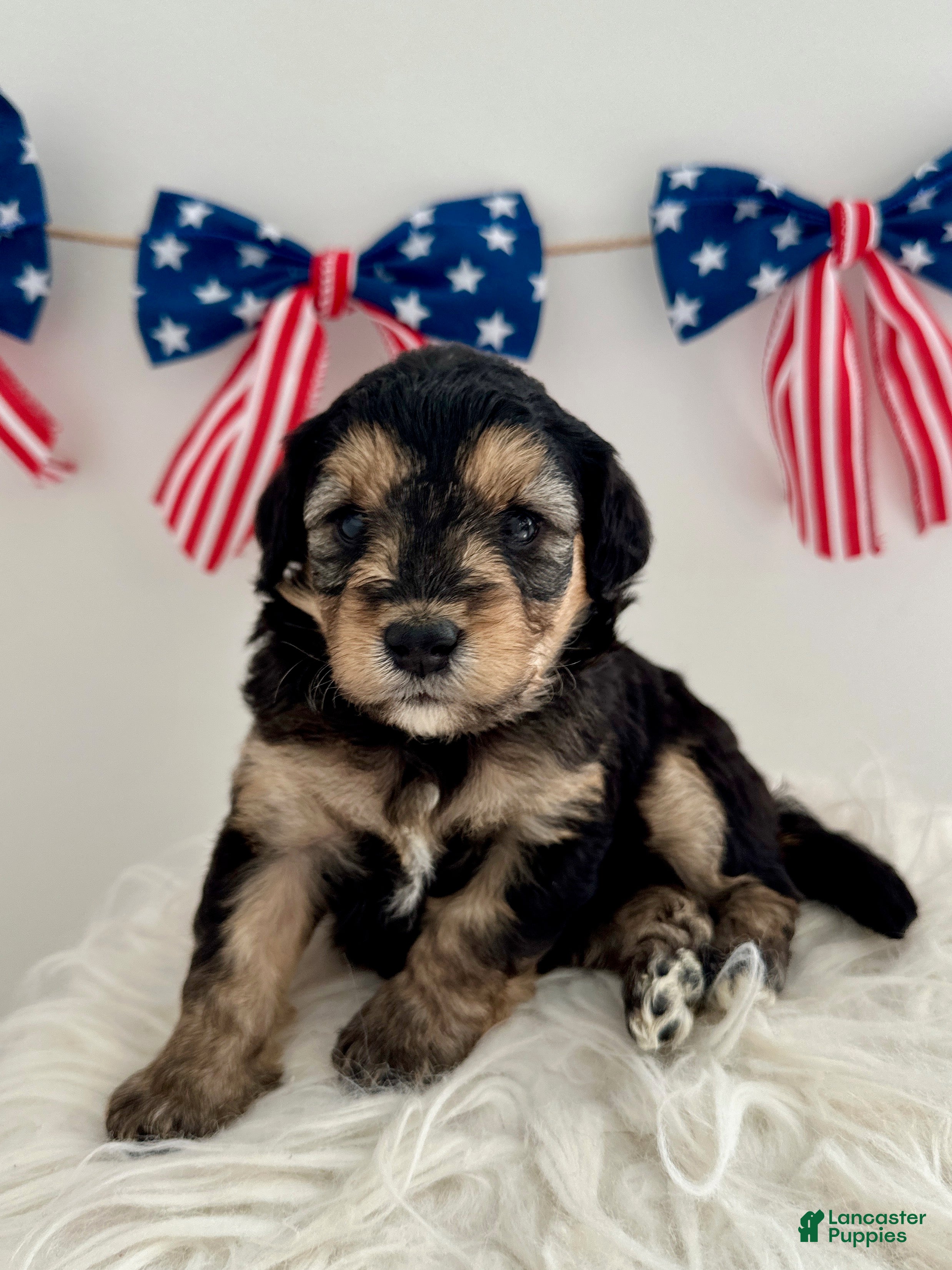 Mini Aussiedoodle dogs Mini Aussiedoodle Puppy 5 - Ad 2