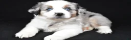 Miniature Australian Shepherd dogs for sale: Archie - Ad 7