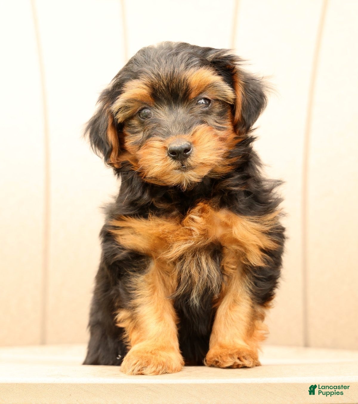 Morkie dogs Debora - Ad 2