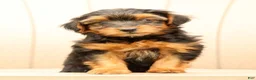 Morkie dogs for sale: Debora - Ad 2
