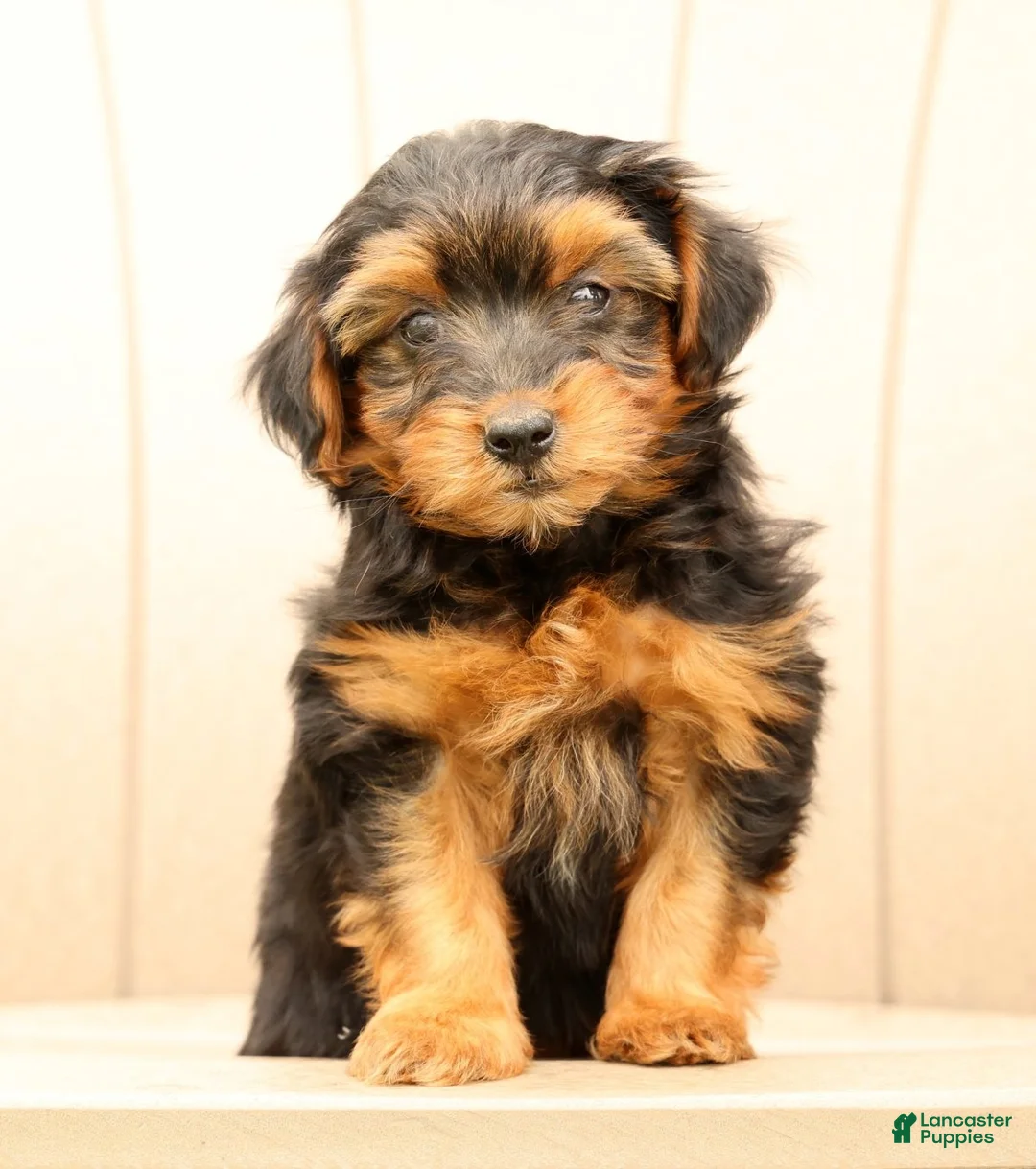 Morkie dogs for sale: Debora - Ad 2