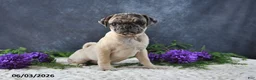 Pug dogs for sale: Gracelyn - Ad 3