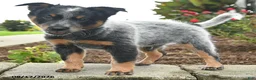 Australian Cattle Dog dogs for sale: Flash - Ad 4
