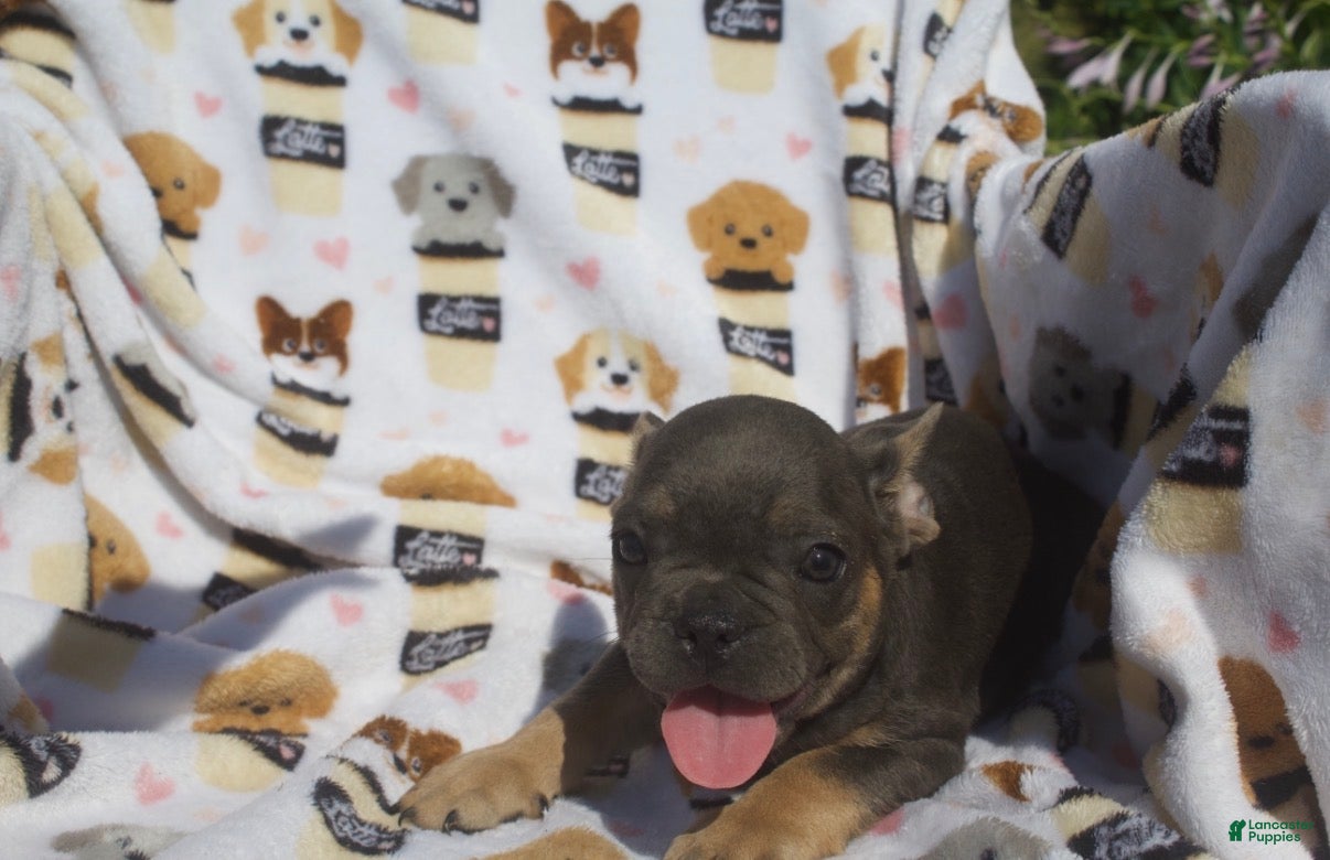 French Bulldog dogs French Bulldog 2 - Ad 1
