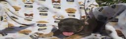 French Bulldog dogs for sale: French Bulldog 2 - Ad 1
