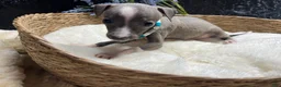 Italian Greyhound dogs for sale: Italian Greyhound 2 - Ad 6