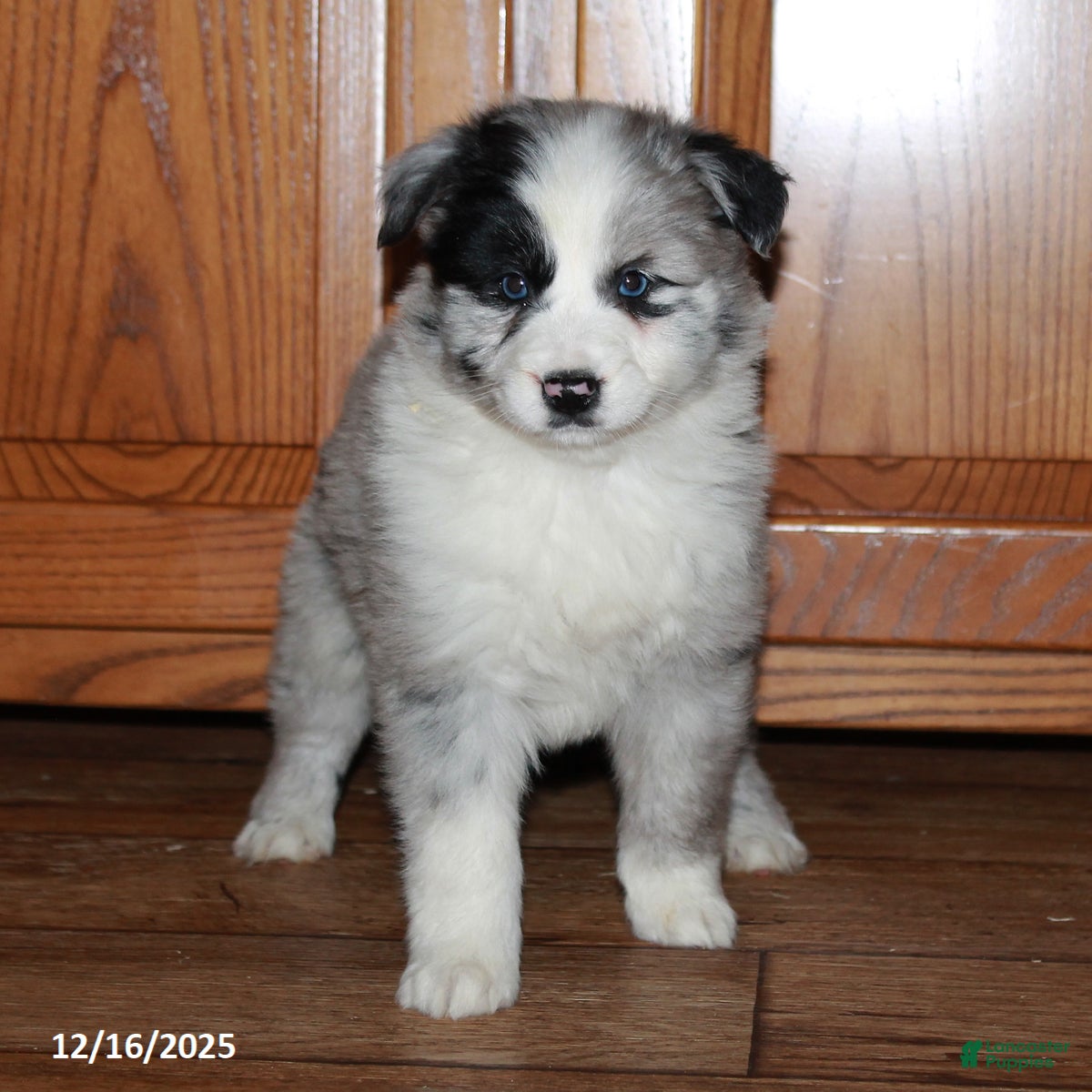 Australian Shepherd dogs Carla BLUE EYES - Ad 2