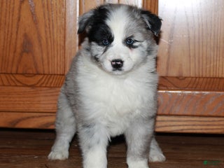 Australian Shepherd dogs Carla BLUE EYES - Ad 17