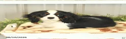 Cavalier King Charles Spaniel dogs for sale: Keller - Ad 5