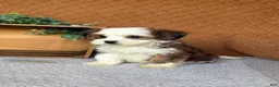 Havanese dogs for sale: Ashley  - Ad 6