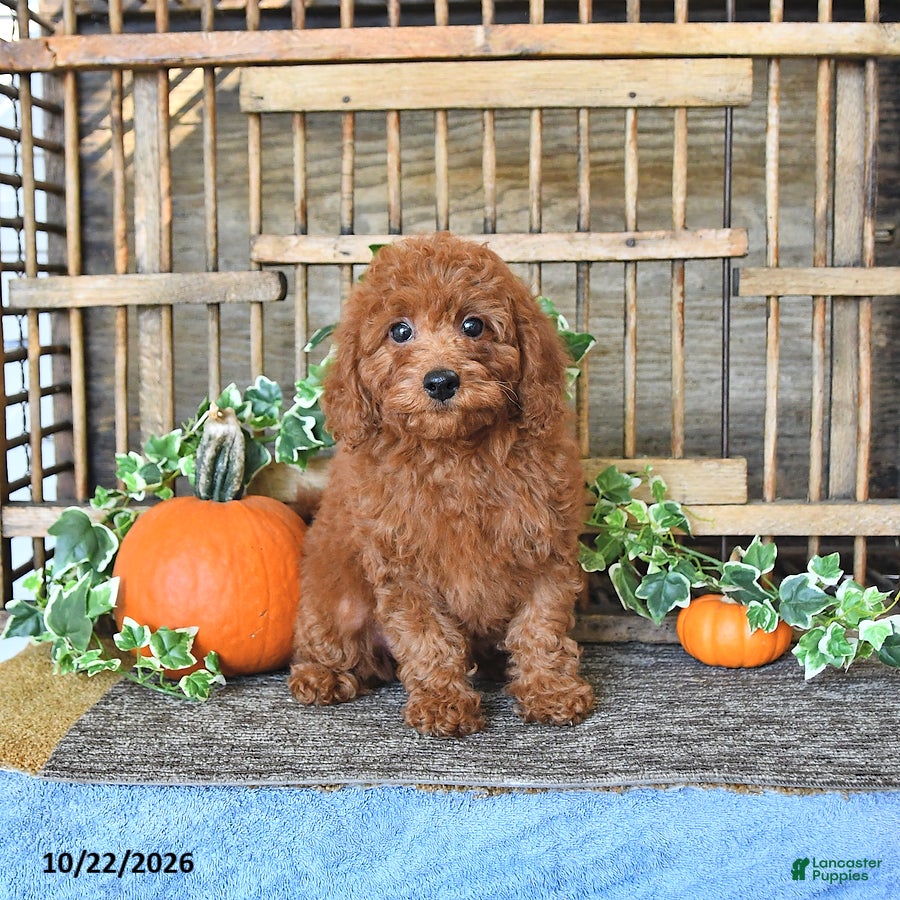 Mini Goldendoodle dogs for sale: Abby - Ad 2