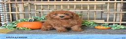 Mini Goldendoodle dogs for sale: Abby - Ad 2
