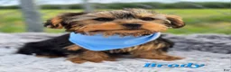 Yorkshire Terrier dogs for sale: Brody - Ad 2